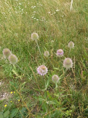 photo of Teasel