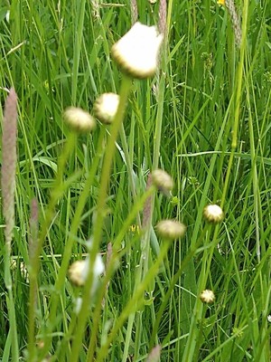 photo of Oxeye Daisy