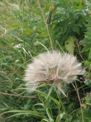 photo of Goat's Beard