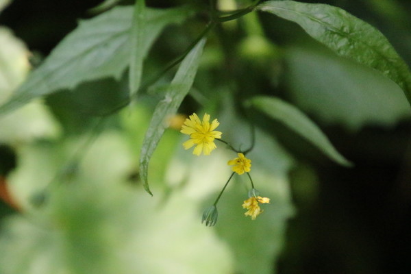 photo of Nipplewort