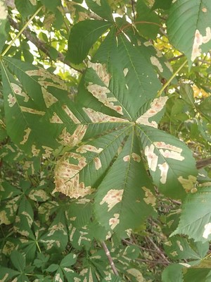 photo of Horse Chestnut