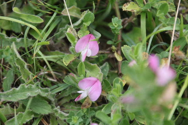 photo of Spiny Restharrow