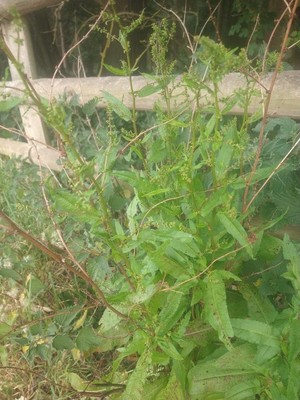 photo of Clustered Dock