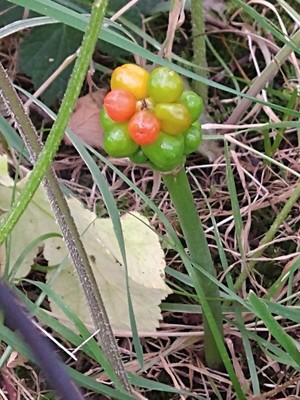 photo of Italian Arum