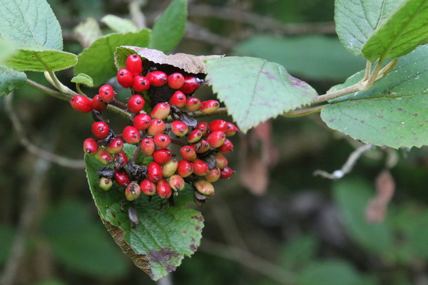 photo of Wayfaring Tree