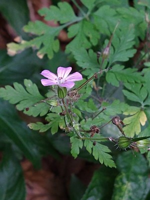 photo of Herb Robert