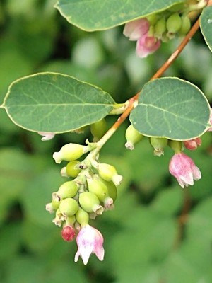 photo of Snowberry