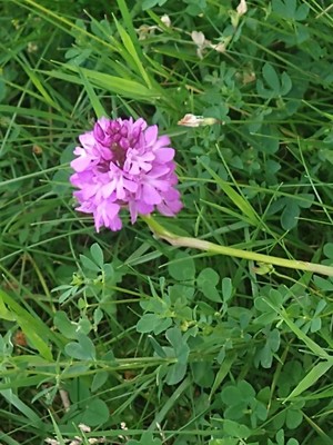 photo of Pyramidal Orchid