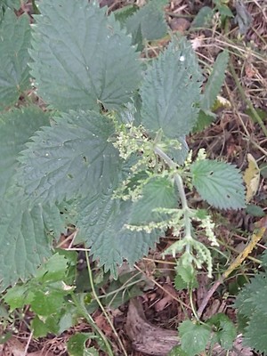 photo of Common Nettle