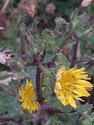 photo of Bristly Oxtongue