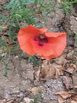 photo of Common Poppy