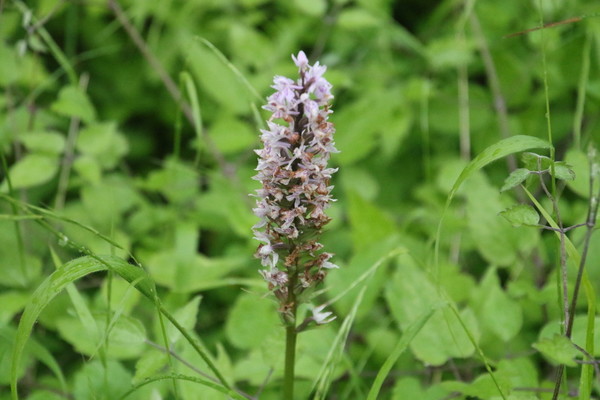 photo of Common Spotted Orchid