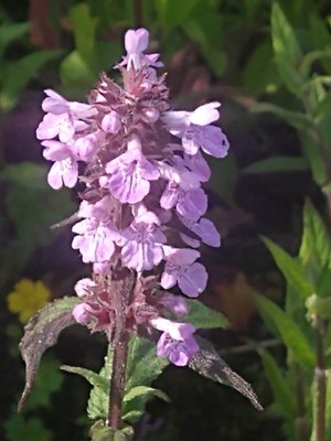 photo of Marsh Woundwort