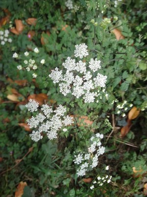 photo of Wild Carrot