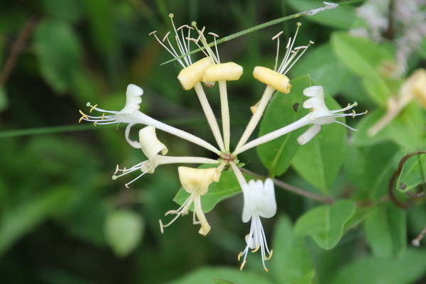 photo of Honeysuckle