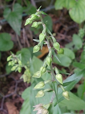 photo of Broad Leaved Helleborine