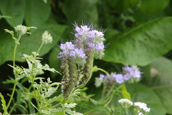 photo of Phacelia