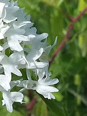 photo of Common Spotted Orchid