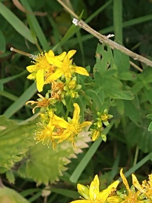photo of Perforate St. John's Wort