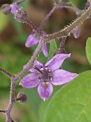 photo of Bittersweet