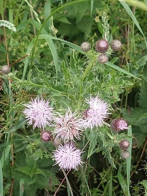 photo of Creeping Thistle
