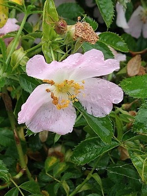 photo of Common Dog Rose
