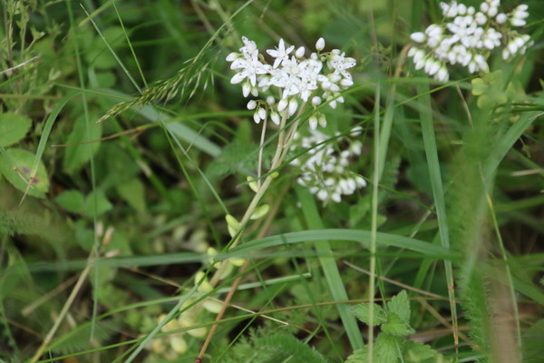 photo of White Stonecrop