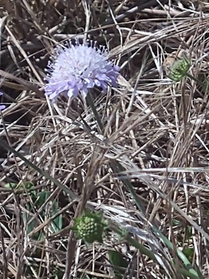 photo of Field Scabious