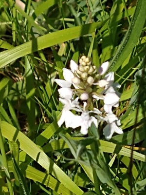 photo of Heath Spotted Orchid
