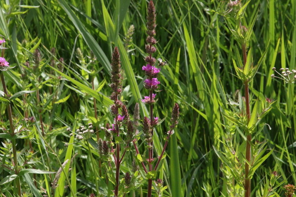 photo of Purple Loosestrife