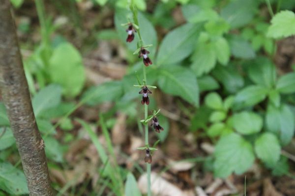 photo of Fly Orchid