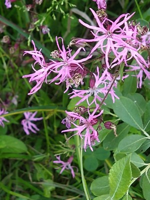 photo of Ragged Robin