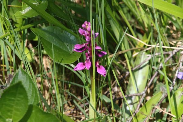 photo of Early Purple Orchid