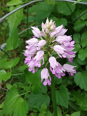 photo of Military Orchid