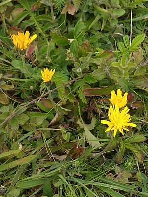photo of Goat's Beard