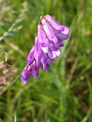 photo of Fodder Vetch