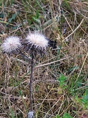photo of Carline Thistle