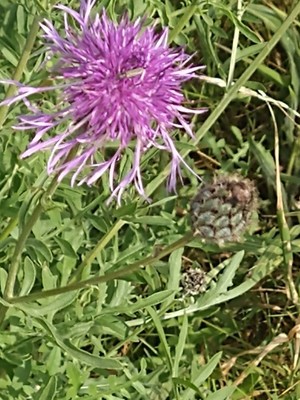photo of Greater Knapweed