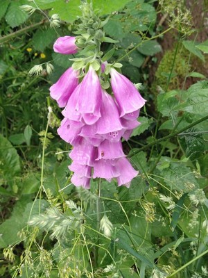 photo of Foxglove