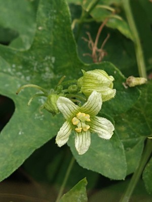 photo of White Bryony
