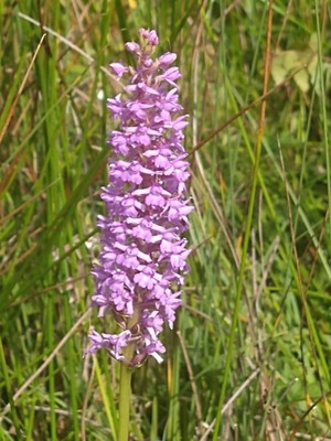 photo of Marsh Fragrant Orchid