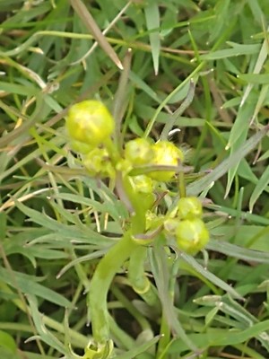 photo of Cypress Spurge