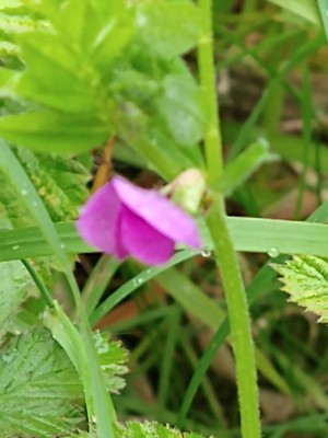 photo of Common Vetch