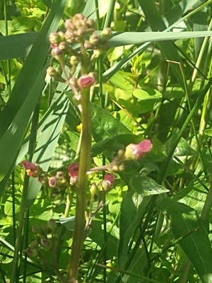 photo of Water Figwort