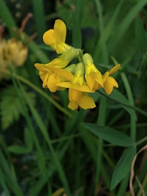 photo of Meadow Vetchling