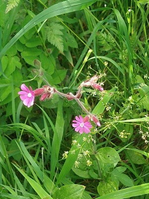photo of Red Campion