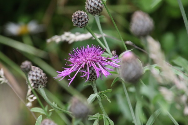 photo of Greater Knapweed