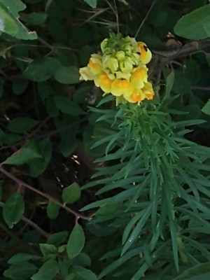 photo of Common Toadflax