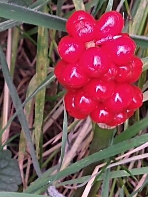 photo of Italian Arum