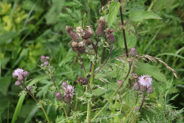 photo of Creeping Thistle